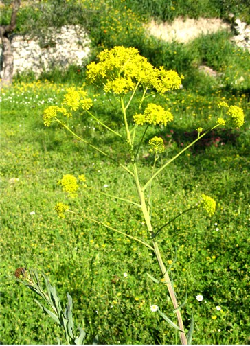 Isatis tinctoria / Glasto comune